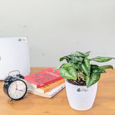 Satin Pothos, with 5.5 inches White Decor Pot